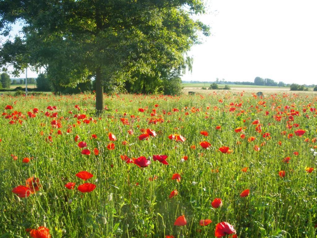 Saint-Sylvestre-Cappel La Vallee Des Trois Monts المظهر الخارجي الصورة